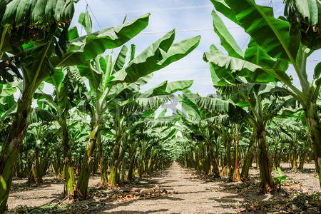 29678957-sunny-perspective-trail-between-banana-palm-trees-rows-in-orchard-plantation-with-lush-foliage