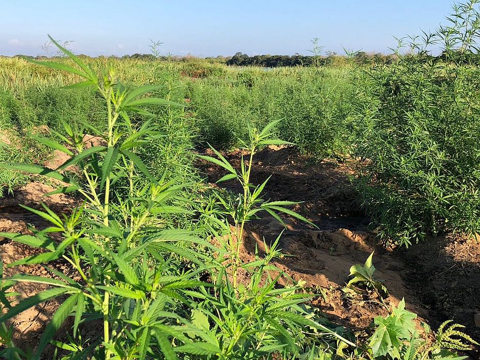 maconha-divulgacao_ssp_bahia