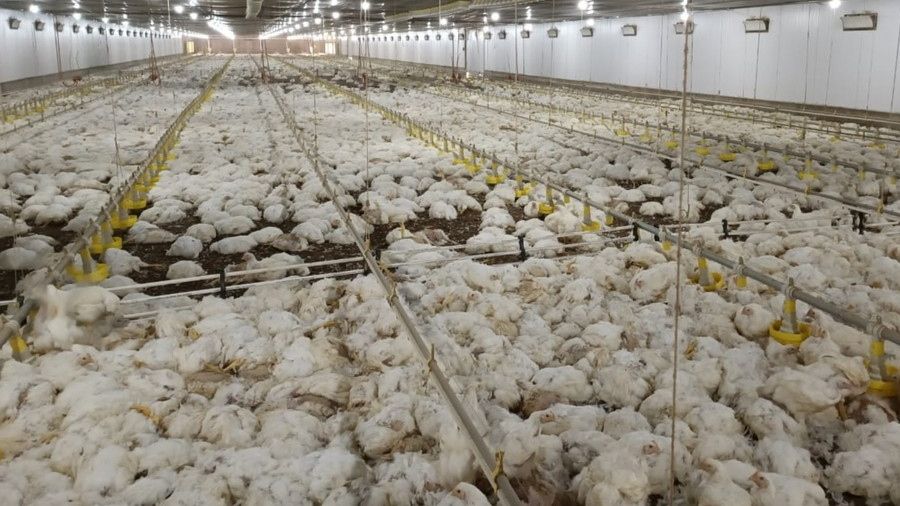 Queda de energia elétrica provoca morte de 30 mil frangos no interior da  Bahia | Notícias da Lapa