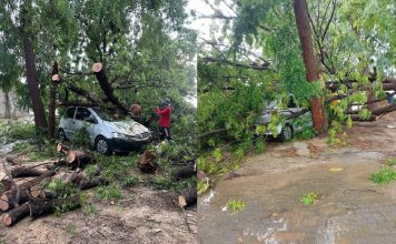 Ventos fortes derrubam árvores e causam prejuízos em Malhada