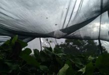 Temporal com granizo causa estragos em localidade rural de Santana