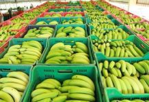 Projeto Formoso consolida Bom Jesus da Lapa como polo nacional da bananicultura, destaca reportagem da Rede Bahia