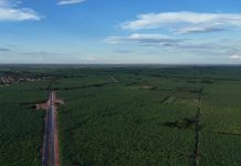 Bom Jesus da Lapa impulsiona a bananicultura irrigada e consolida a Bahia como potência nacional na produção de banana