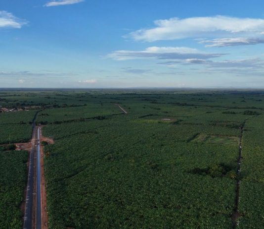 Bom Jesus da Lapa impulsiona a bananicultura irrigada e consolida a Bahia como potência nacional na produção de banana