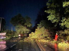 Queda de árvores volta a bloquear a BR-349 em Bom Jesus da Lapa e reforça pedido de intervenção do DNIT