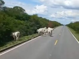 Descaso com animais soltos na BA-160 persiste em coloca vidas em risco entre Bom Jesus da Lapa e Paratinga