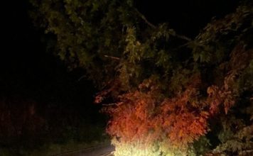 Bombeiros removem árvores caídsa e liberam tráfego na BR-430, em Riacho de Santana