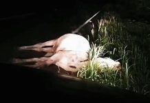 Mais um acidente com animais soltos na BA-160 é registrado entre Bom Jesus da Lapa e Paratinga