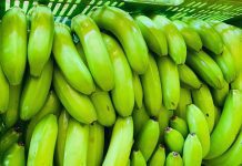 Reconhecimento da banana de Bom Jesus da Lapa fortalece produção e gera novas oportunidades para o Perímetro Irrigado Formoso