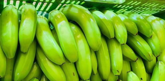 Reconhecimento da banana de Bom Jesus da Lapa fortalece produção e gera novas oportunidades para o Perímetro Irrigado Formoso