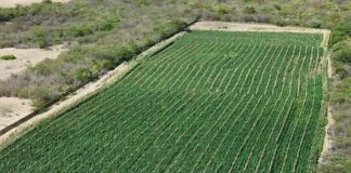 Uma tonelada de maconha é apreendida em fazenda no município de Brotas de Macaúbas; 200 mil pés são destruídos