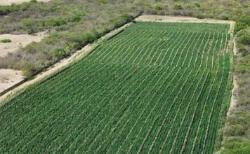Uma tonelada de maconha é apreendida em fazenda no município de Brotas de Macaúbas; 200 mil pés são destruídos
