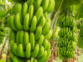 Banana de Bom Jesus da Lapa conquista Indicação Geográfica e reforça importância econômica do Perímetro Formoso