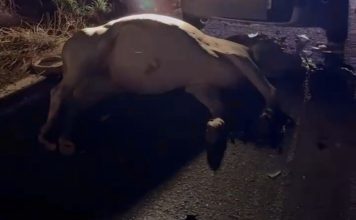 Mais um acidente com animal solto é registrado na BA-160, em Paratinga