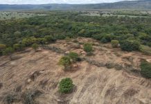 Municípios do oeste da Bahia aparecem entre os que mais desmataram no Brasil, aponta MapBiomas