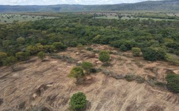 Municípios do oeste da Bahia aparecem entre os que mais desmataram no Brasil, aponta MapBiomas