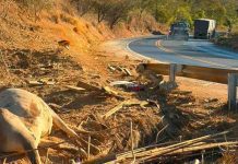 Carreta carregada de gado tomba na BR-242 e deixa dois mortos em Muquém do São Francisco