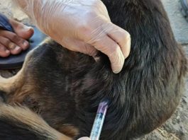 Campanha de vacinação antirrábica segue com atendimento domiciliar em Bom Jesus da Lapa