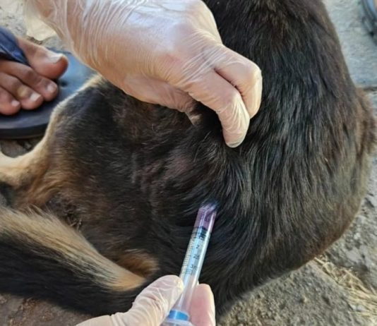 Campanha de vacinação antirrábica segue com atendimento domiciliar em Bom Jesus da Lapa