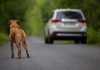 Câmara aprova suspensão da CNH para quem abandonar animais usando veículos