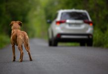 Câmara aprova suspensão da CNH para quem abandonar animais usando veículos