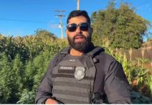 Polícia Civil erradica plantação de maconha e prende suspeito em Jaborandi
