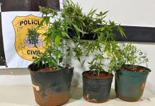 Homem é preso após polícia encontrar pés de maconha no quintal de casa em Riacho de Santana