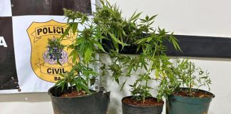 Homem é preso após polícia encontrar pés de maconha no quintal de casa em Riacho de Santana