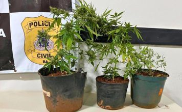Homem é preso após polícia encontrar pés de maconha no quintal de casa em Riacho de Santana