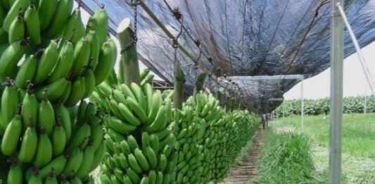 Assim como Bom Jesus da Lapa, Janaúba e Jaíba (MG) decretam emergência econômica no setor agropecuário