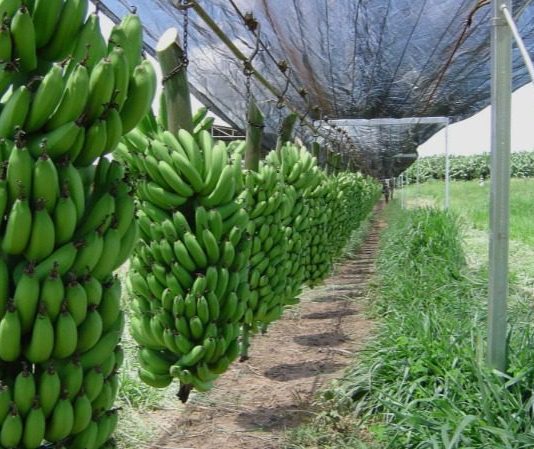 Assim como Bom Jesus da Lapa, Janaúba e Jaíba (MG) decretam emergência econômica no setor agropecuário