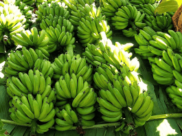 Calor e menor demanda pressionam preços da banana em Bom Jesus da Lapa