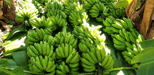 Calor e menor demanda pressionam preços da banana em Bom Jesus da Lapa